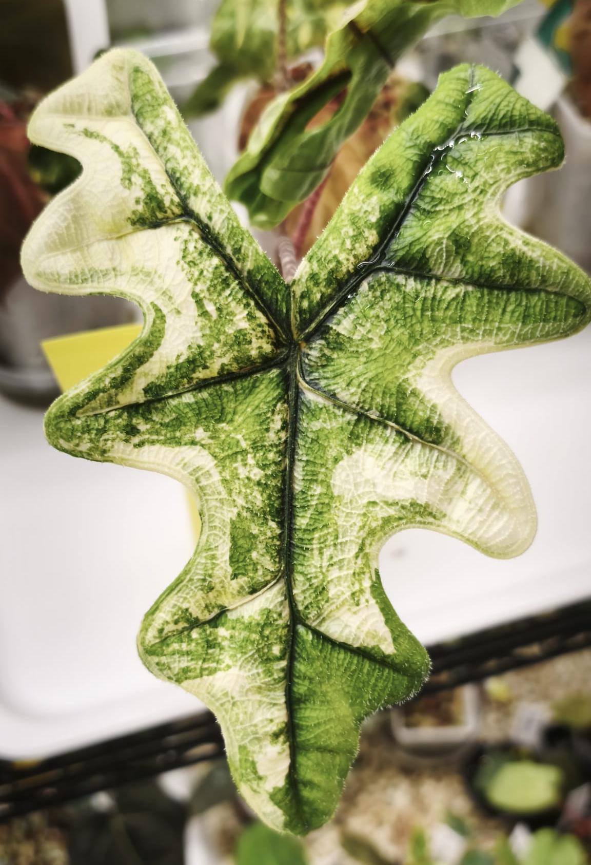 Alocasia Jacklyn Aurea planta madre