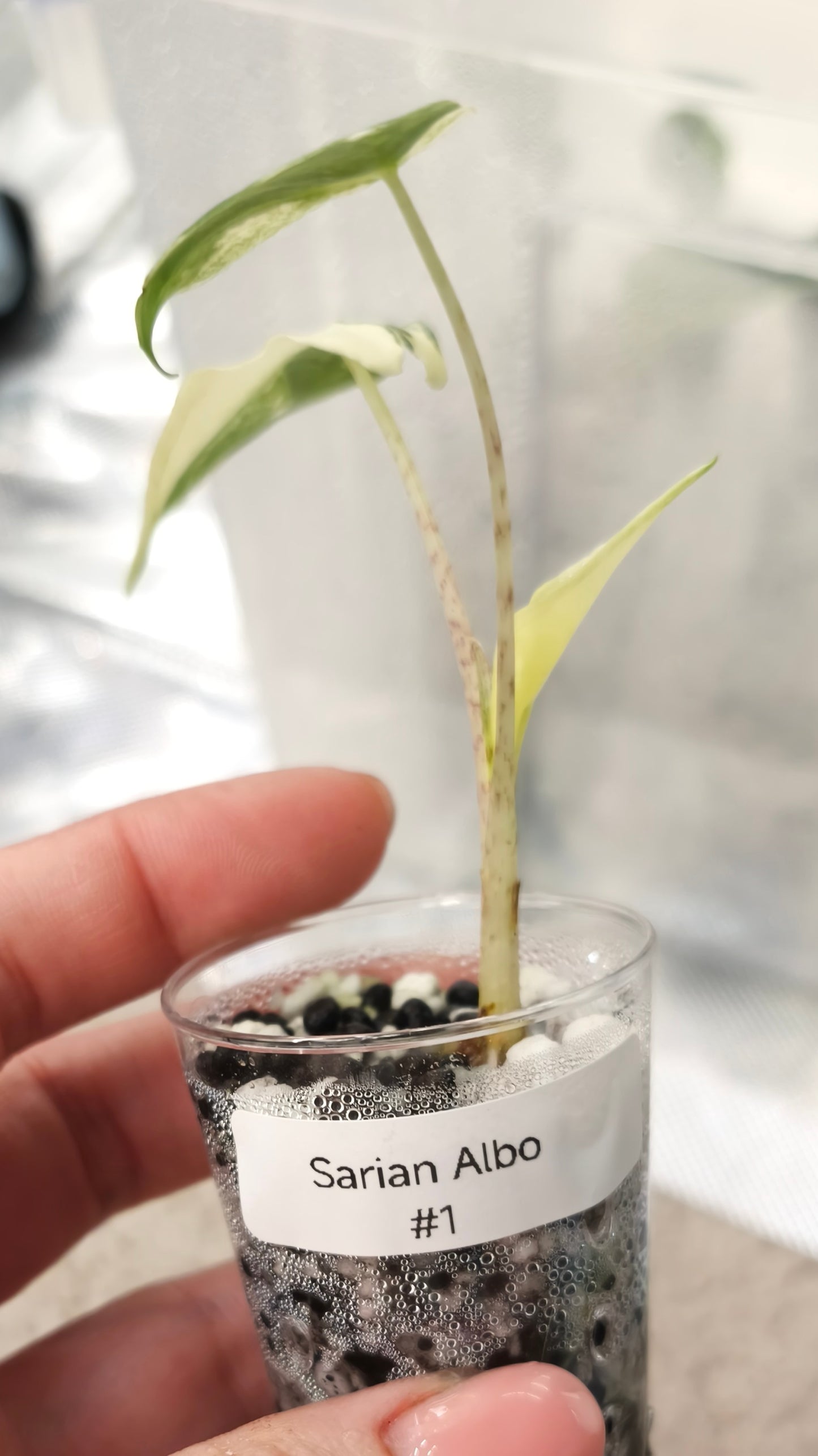 Alocasia Sarian Albo 0100