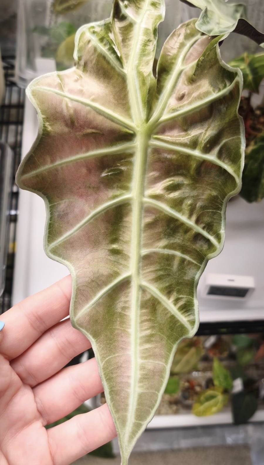 Alocasia Amazonica Pink Mint | Cormo
