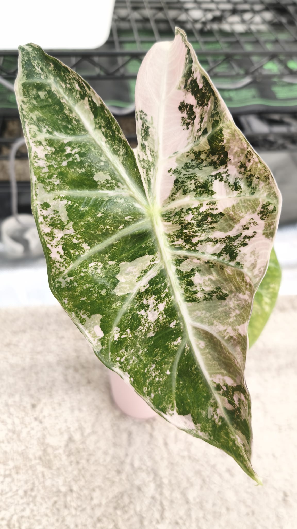 Alocasia Nairobi Nights Albo Pink | Corm