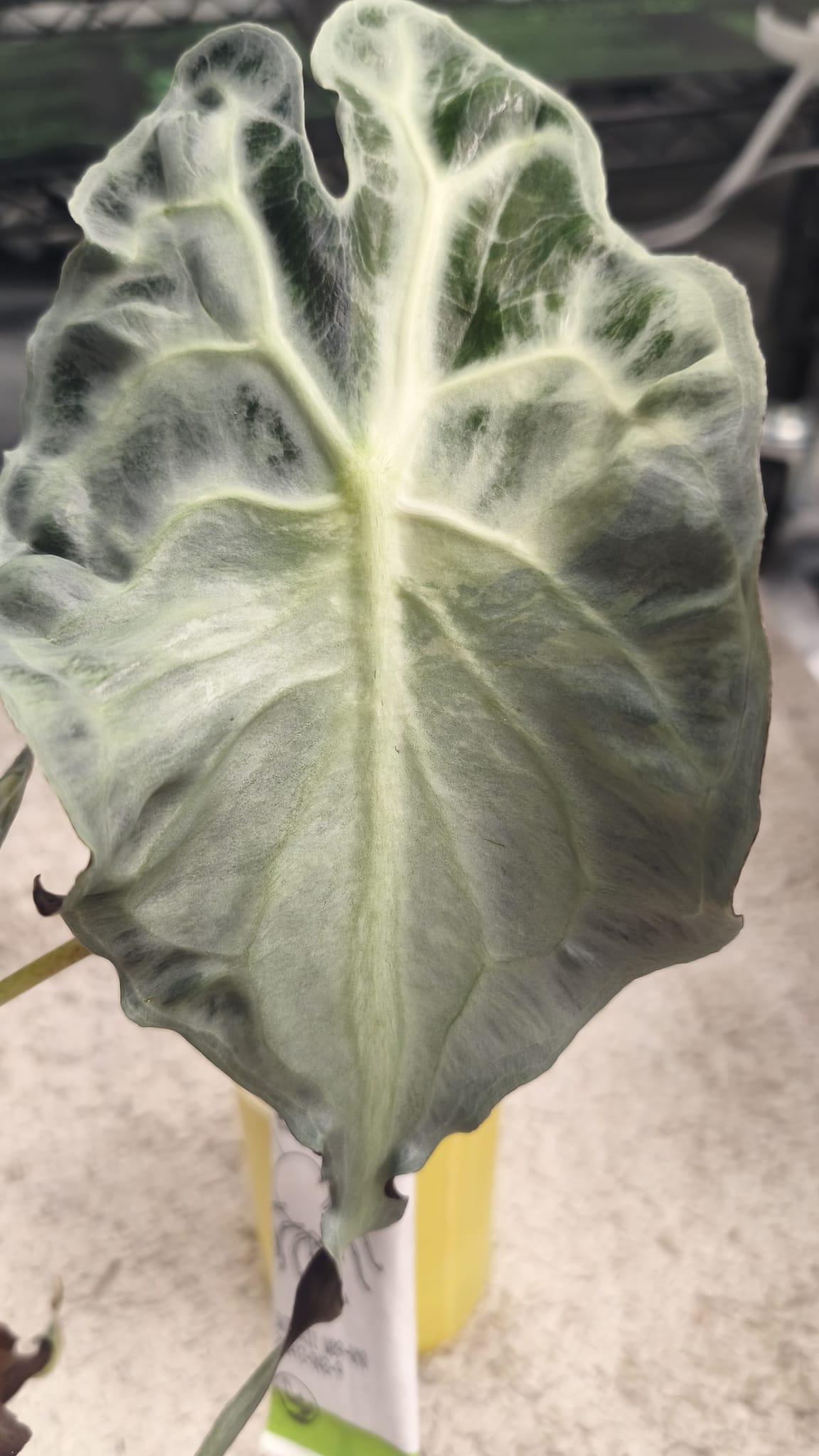 Alocasia Venom Aurea | Corm