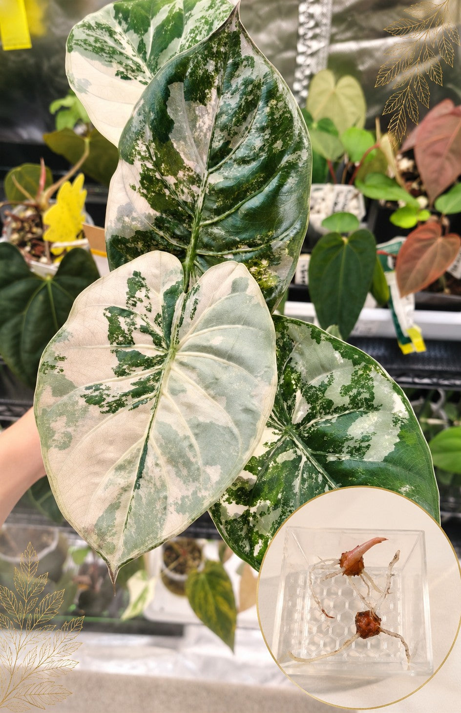 Alocasia Wentii Albo Pink | Cormo
