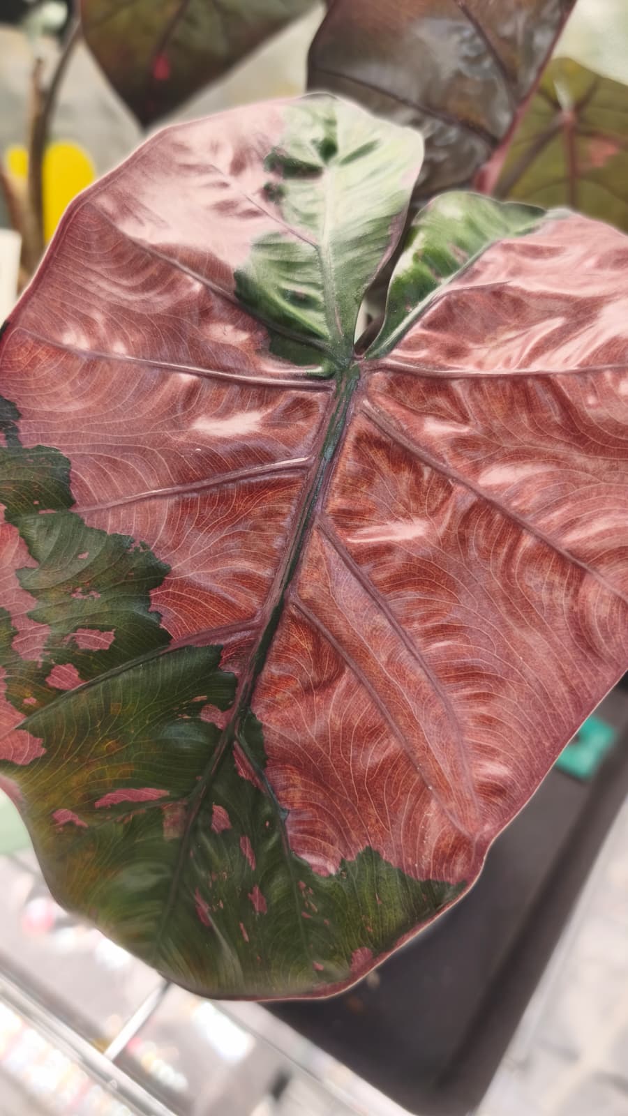 Alocasia Yucatan Pink Princess | Cormo