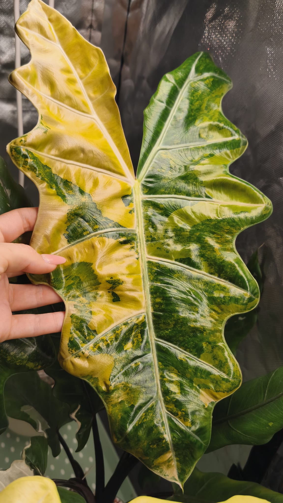 Alocasia Pseudo Sanderiana Aurea Variegated | Corm