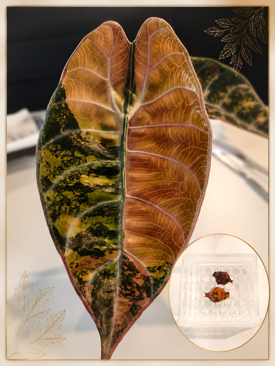 Alocasia Sedenii Aurea | Cormo