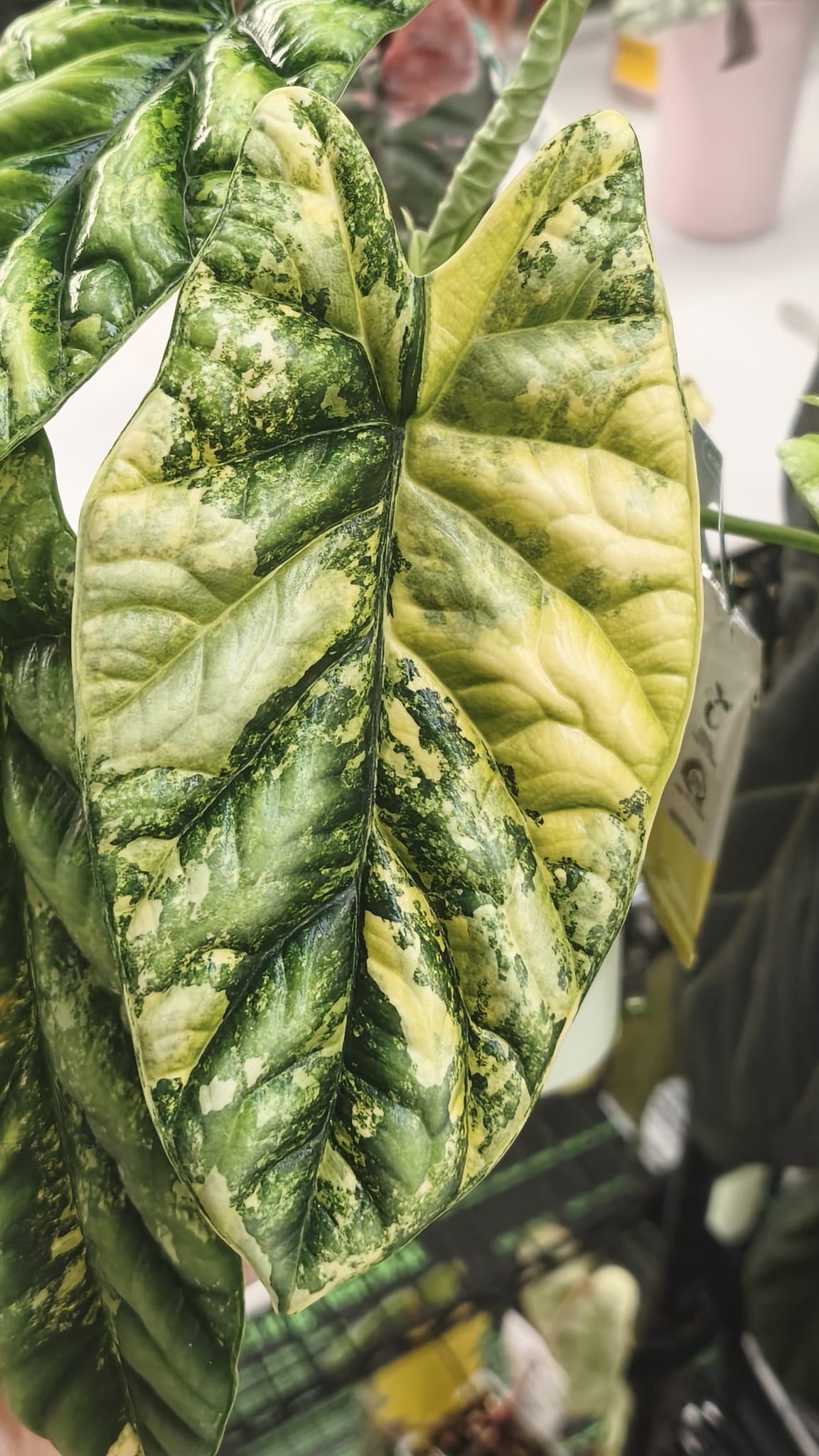 Alocasia Sinuata Aurea Variegata | Corm