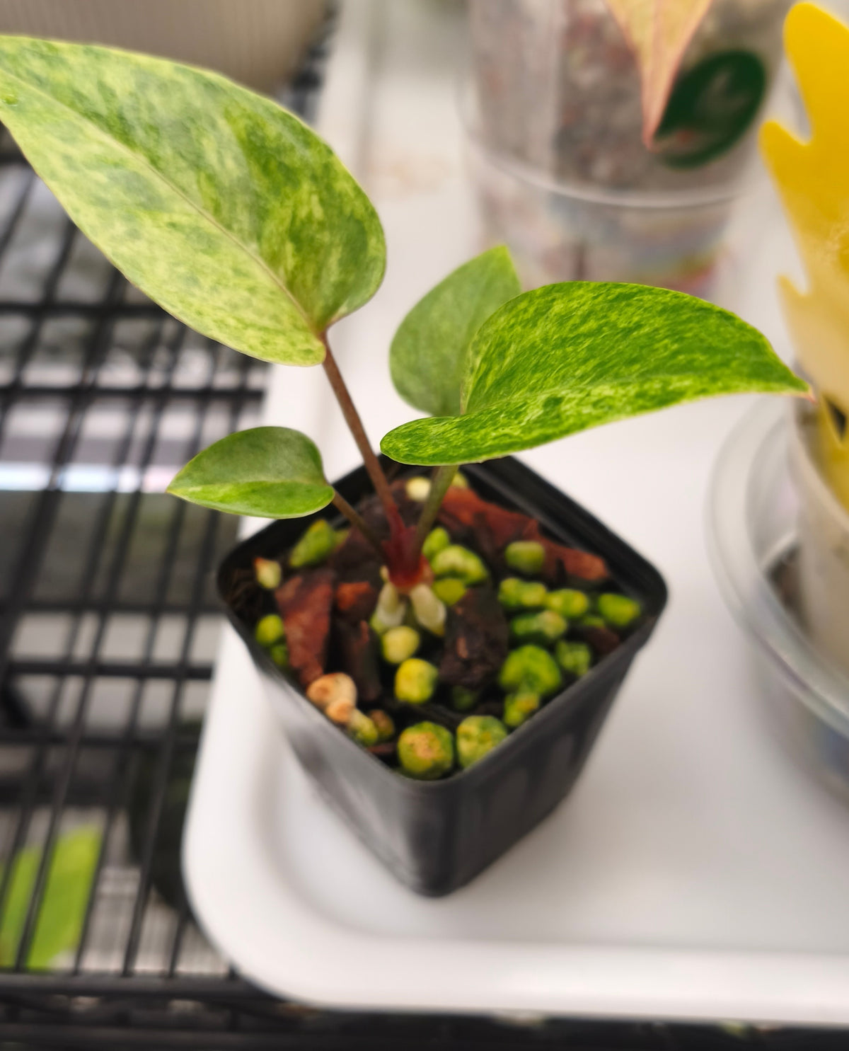 Anthurium Orange Variegated 0201