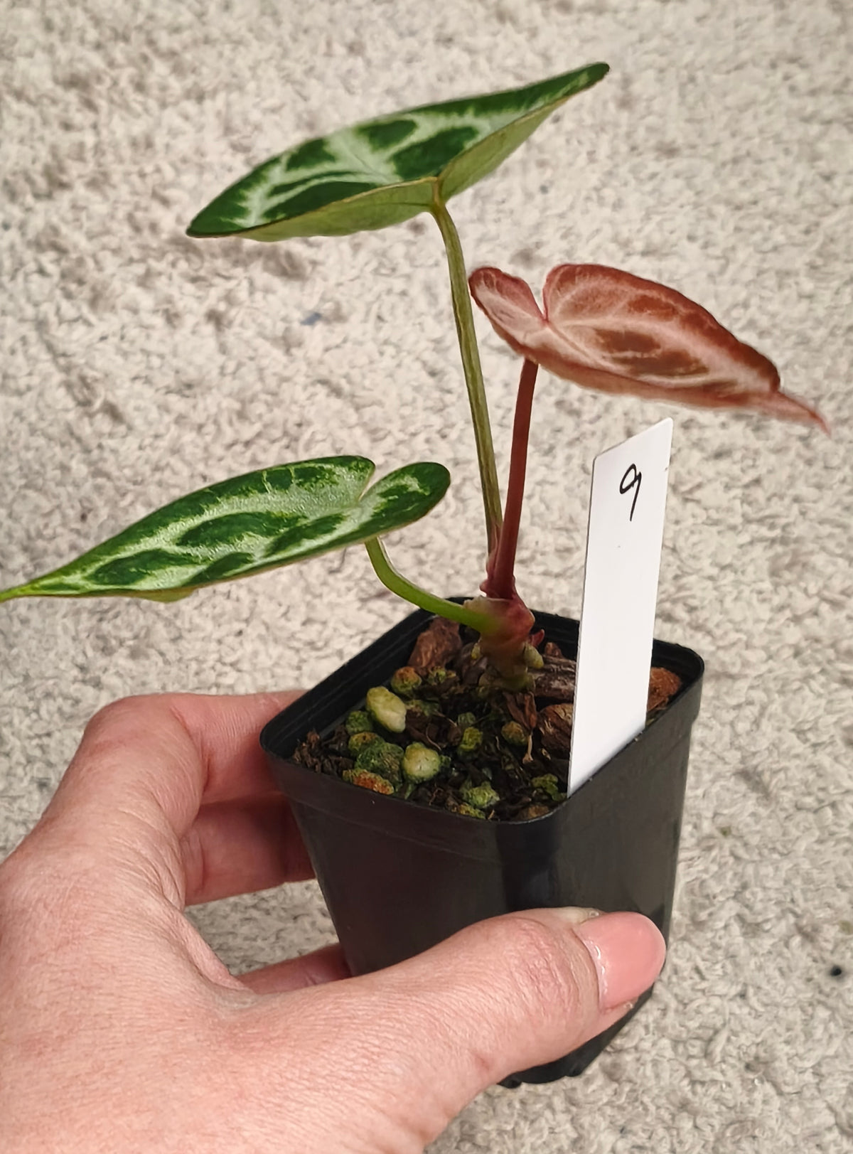 Anthurium kos x crystallinum x crystallinum 0900