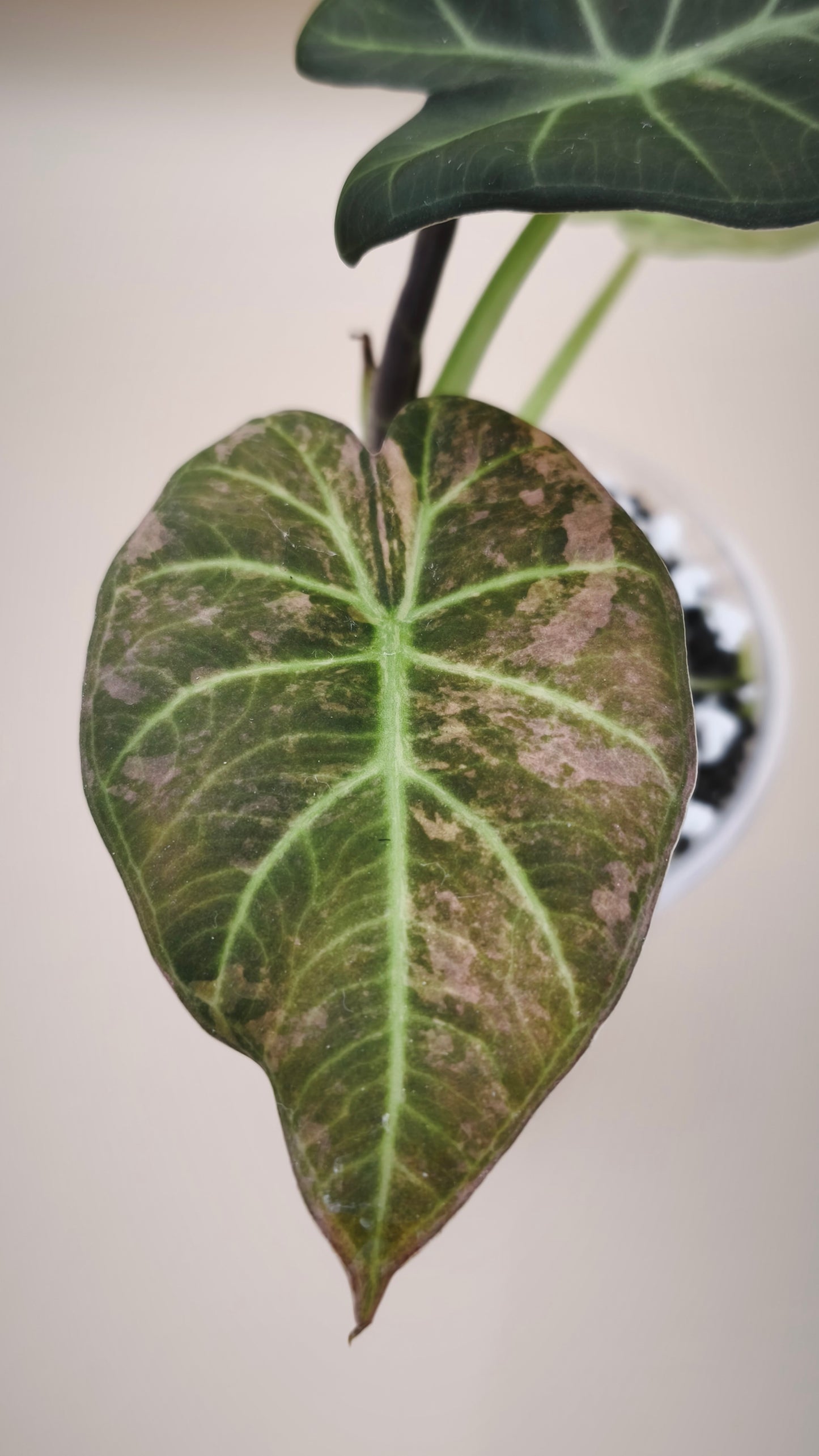 Alocasia Regal Shield mother plant