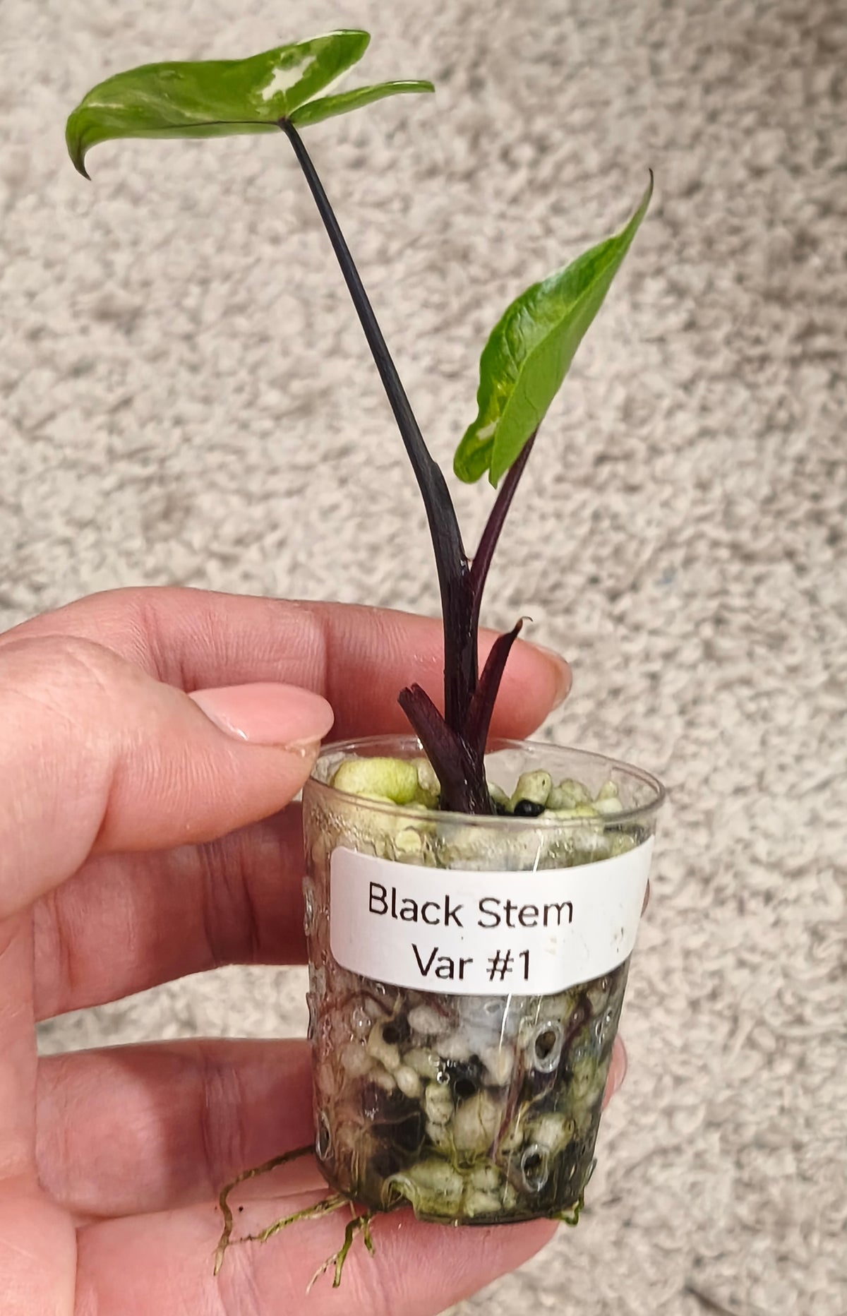 Alocasia Black Stem 0100