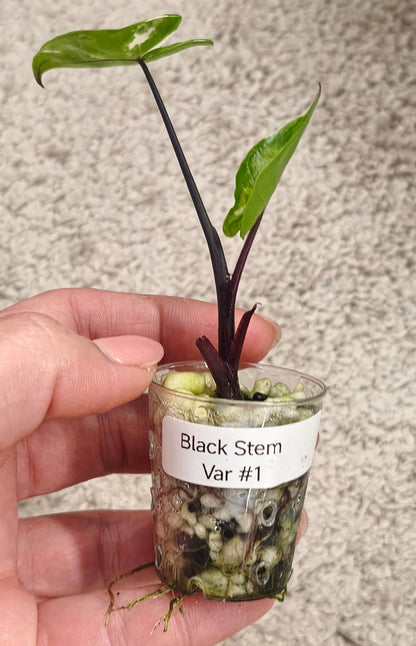 Alocasia Black Stem 0100
