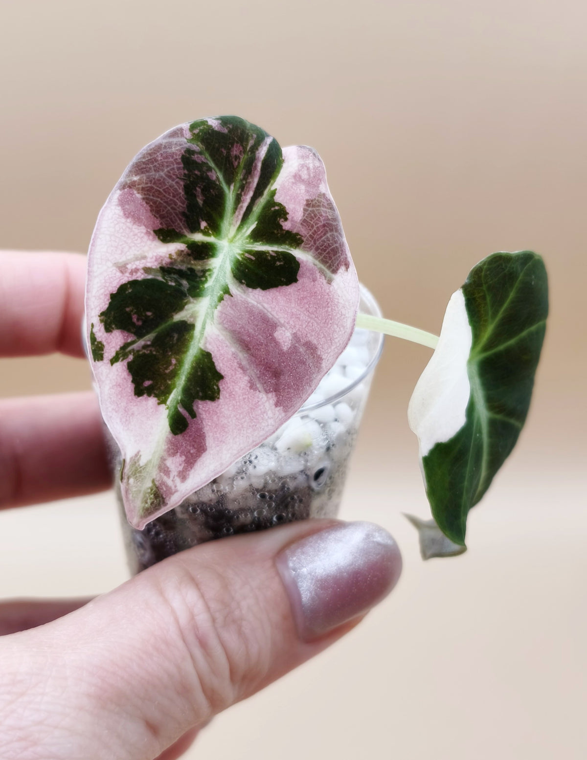 Alocasia Black Velvet Pink Albo Variegata 04