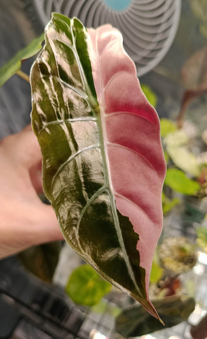 Alocasia Chantrieri Pink