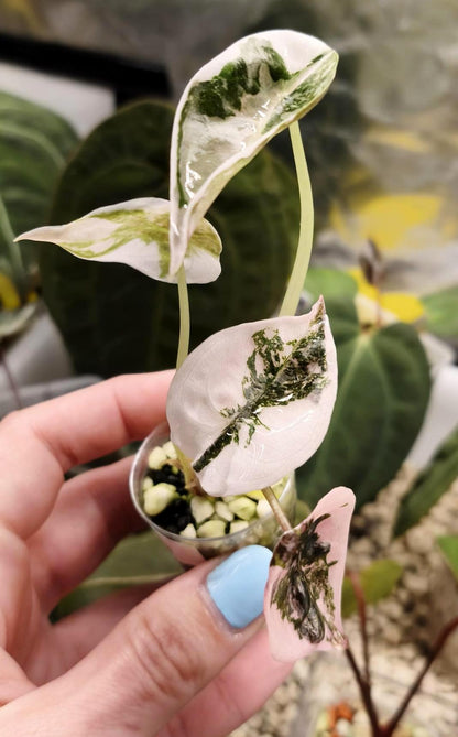 Alocasia Cuprea Super Pink