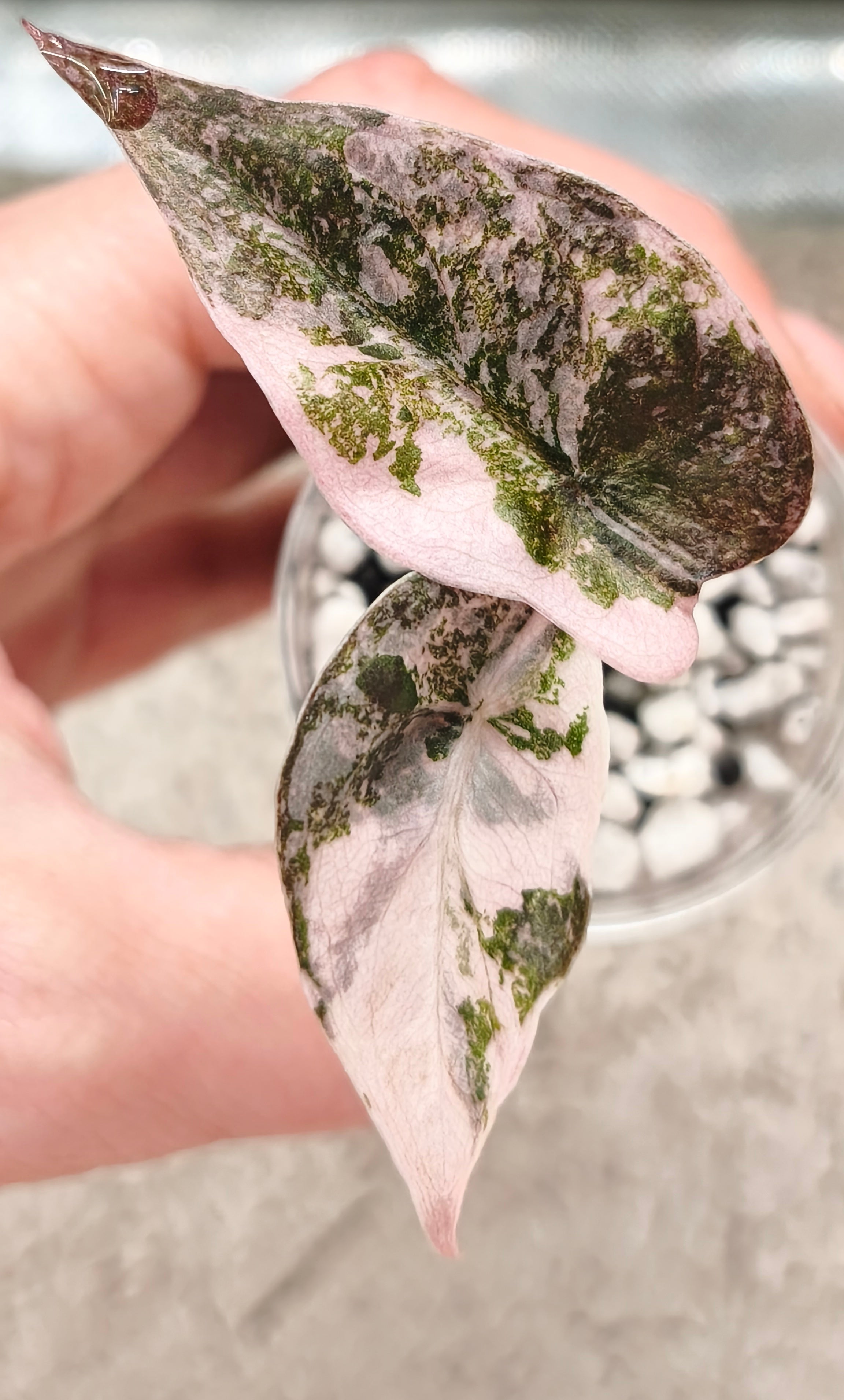 Alocasia Cuprea Albo Pink – Aroid Boutique