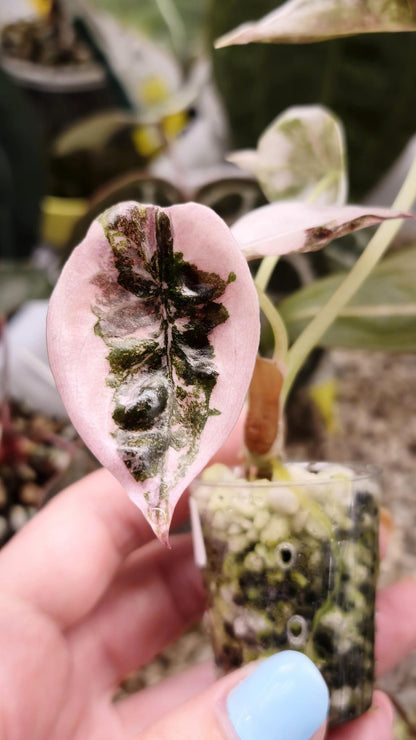 Alocasia Cuprea Super Pink