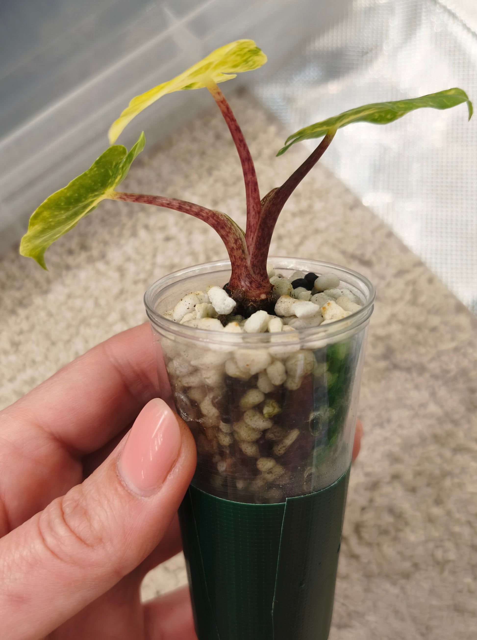 Alocasia Guinea Gold 0400
