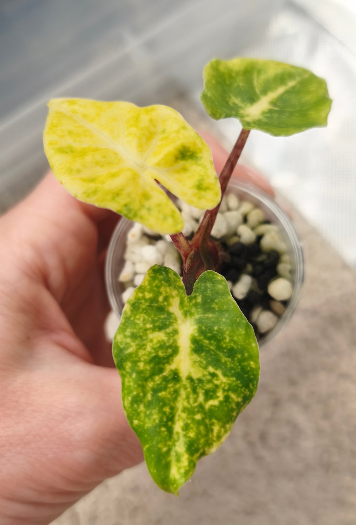 Alocasia Guinea Gold 0401
