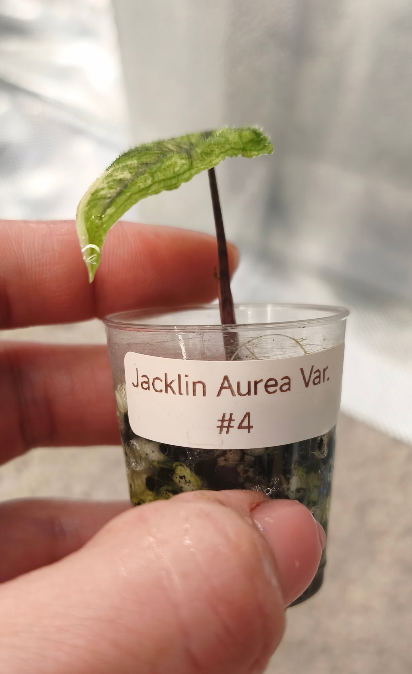 Alocasia Jacklyn Aurea 0400