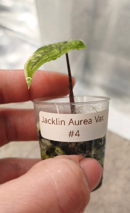 Alocasia Jacklyn Aurea 0400