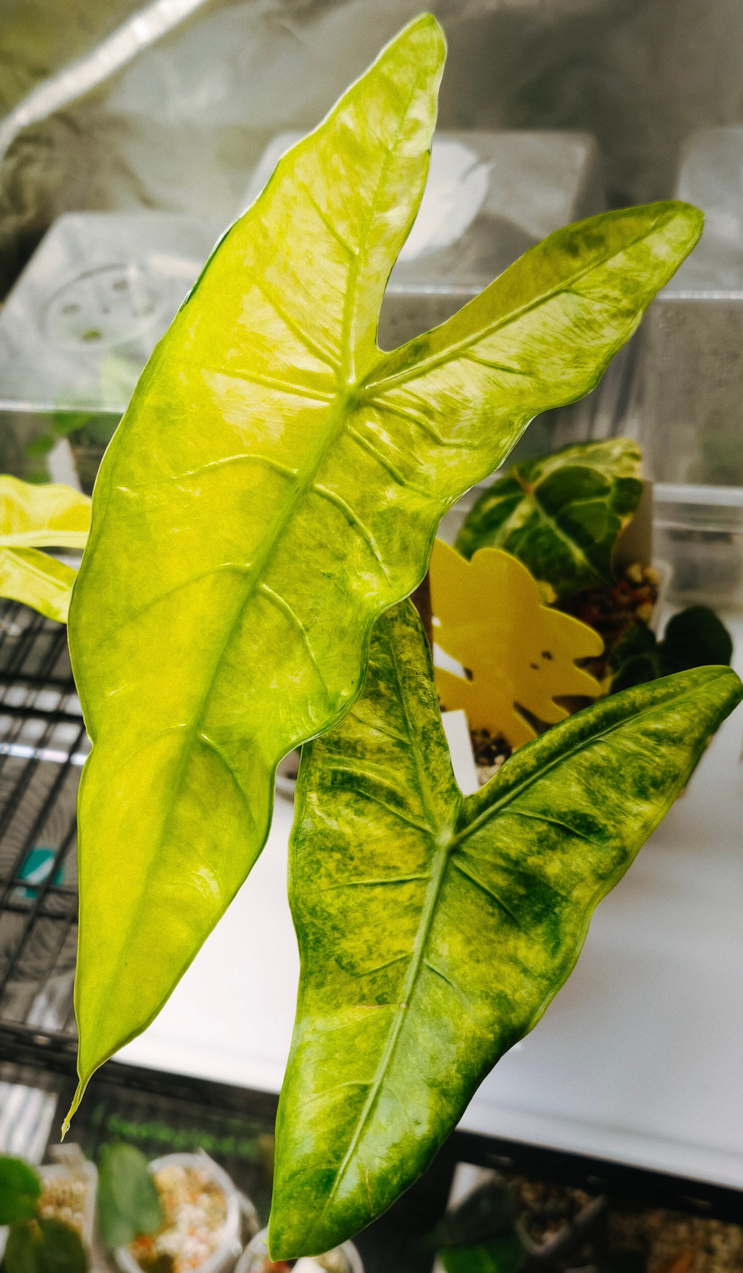 Alocasia Longiloba Mint planta madre