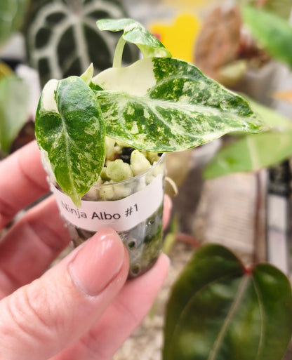 Alocasia-Ninja-Albo-0101
