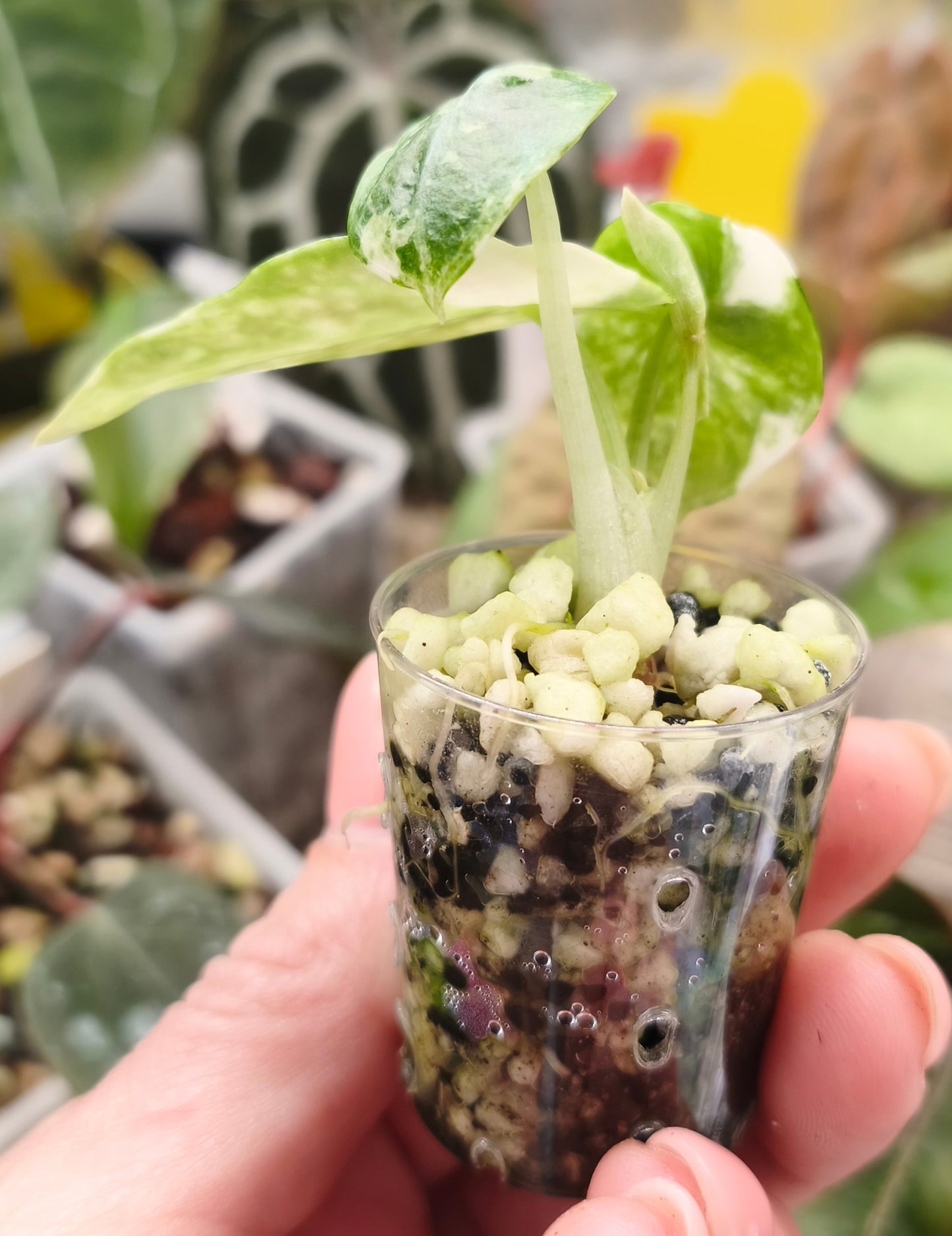 Alocasia Ninja Albo 0102