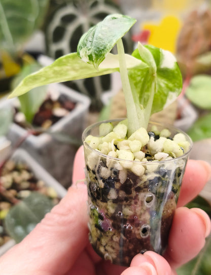 Alocasia Ninja Albo 0102