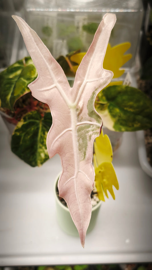 Alocasia Nobilis Pink Planta madre 04.2026