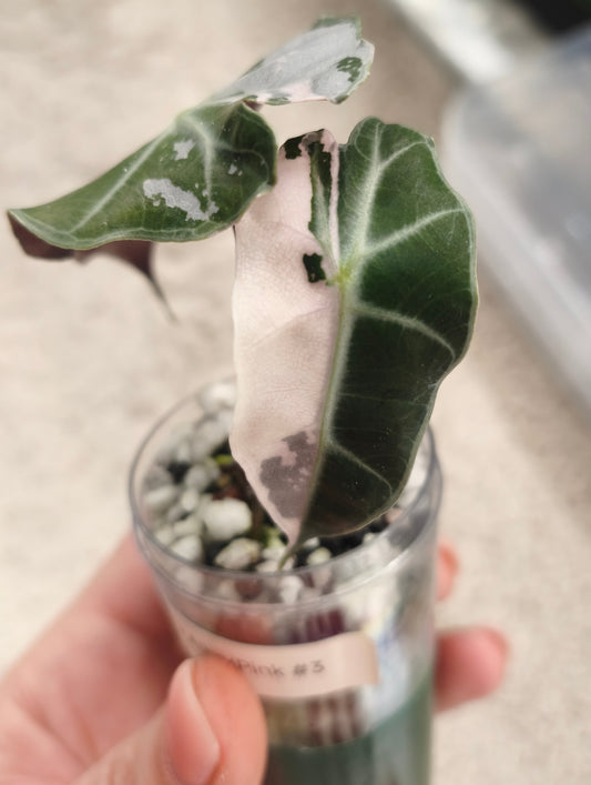 Alocasia Polly Albo Pink 0301