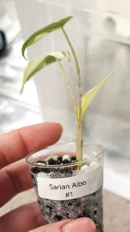 Alocasia Sarian Albo 0100
