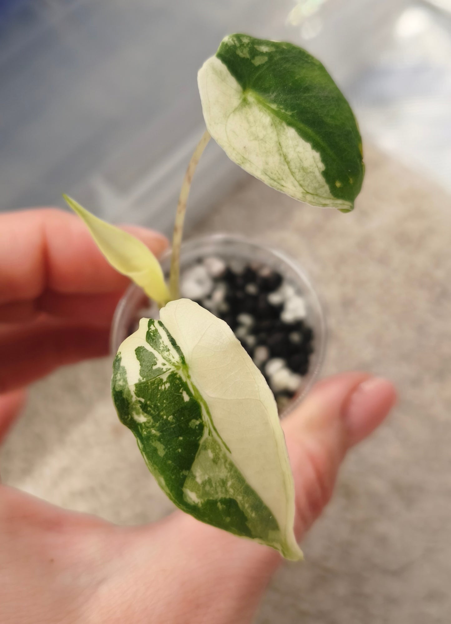 Alocasia Sarian Albo 0101