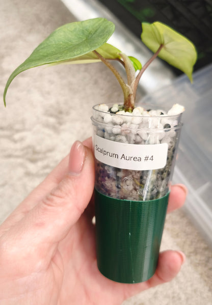 Alocasia Scalprum Aurea 0400