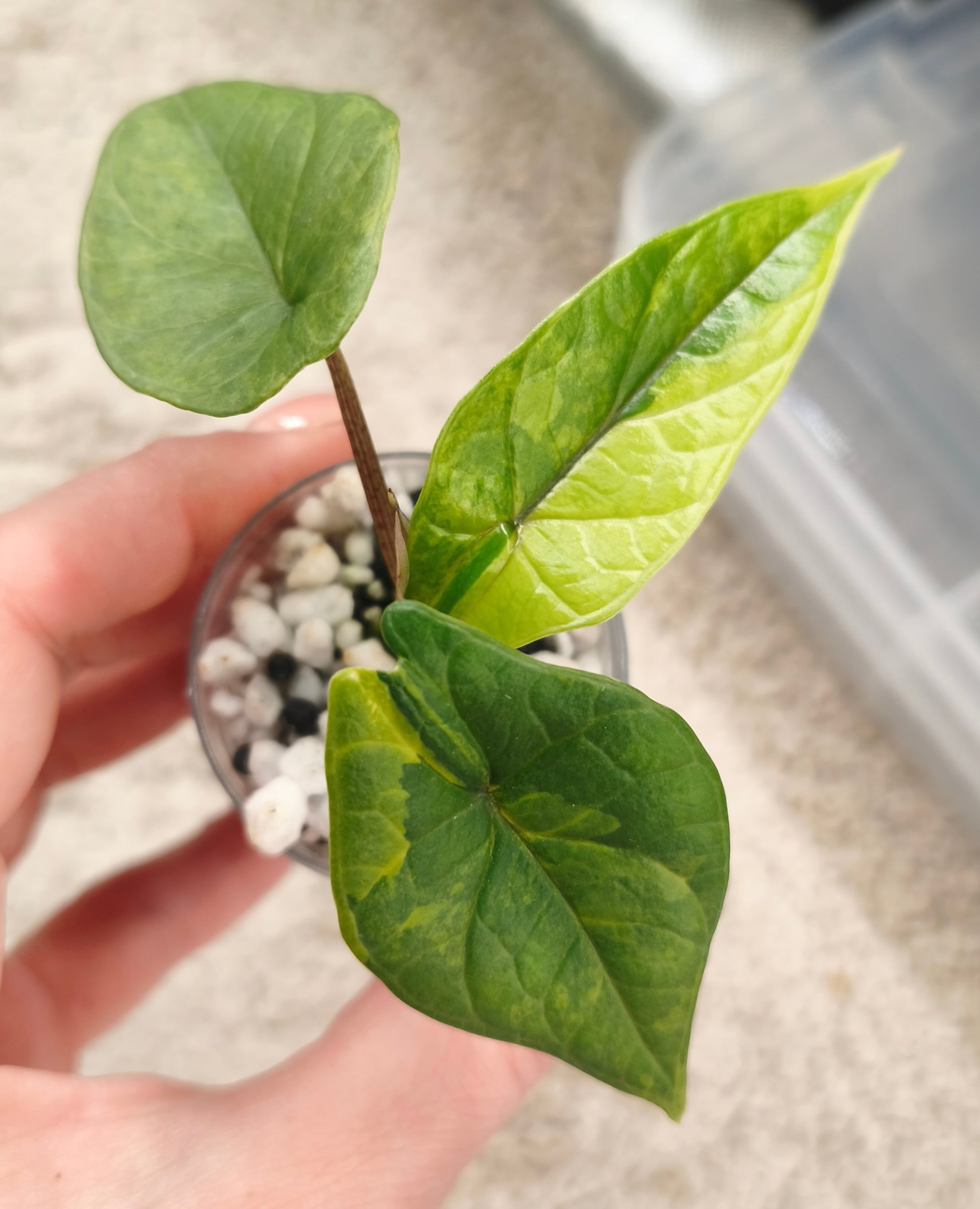 Alocasia Scalprum Aurea 0401