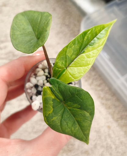 Alocasia Scalprum Aurea 0401