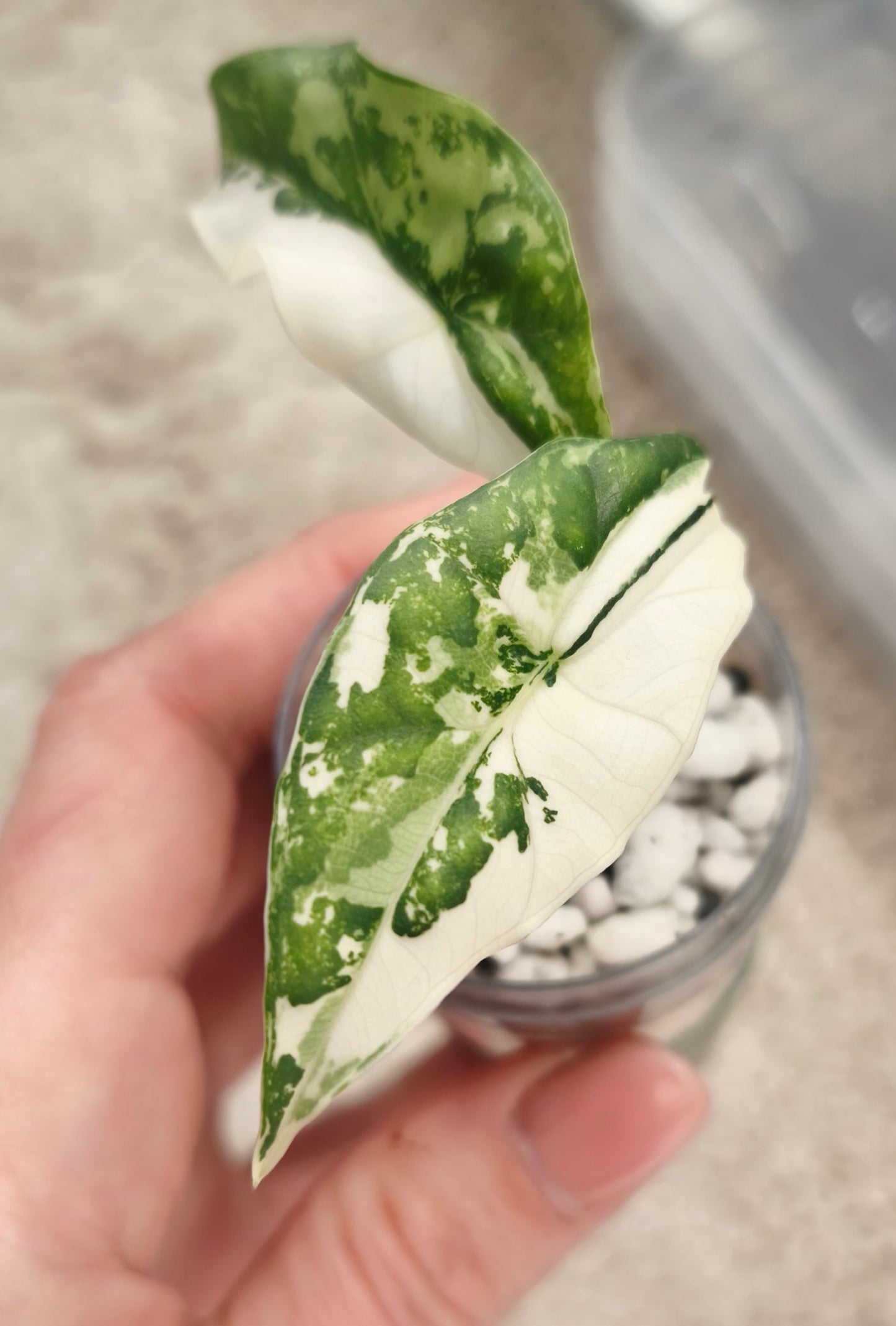Alocasia Simpo Albo 0300