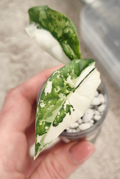 Alocasia Simpo Albo 0300