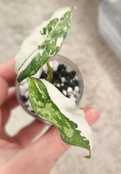 Alocasia Simpo Albo 0301