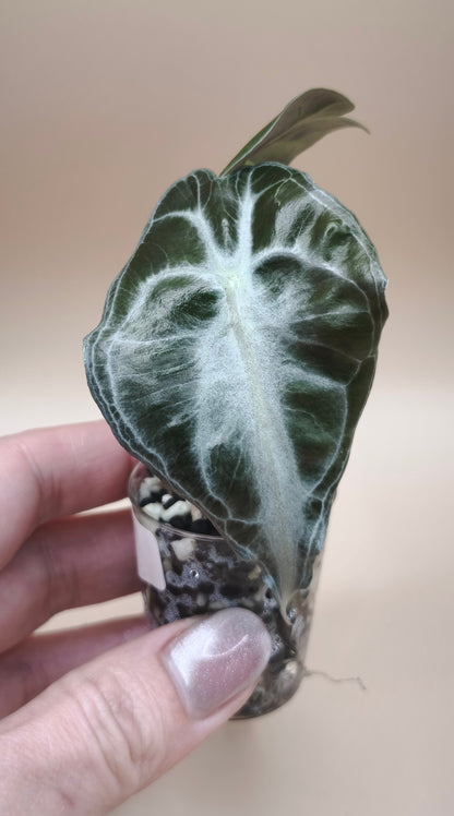 Alocasia Venom 03