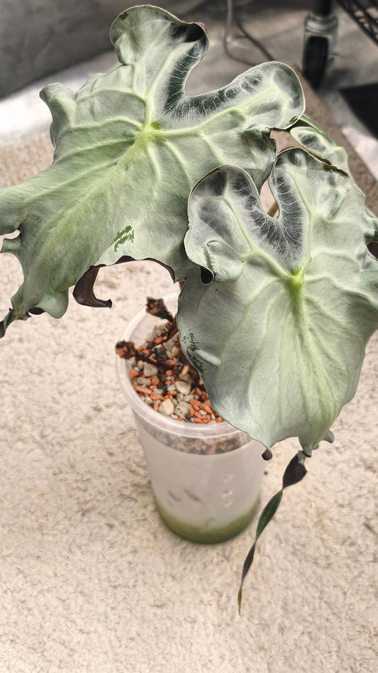 Alocasia Venom