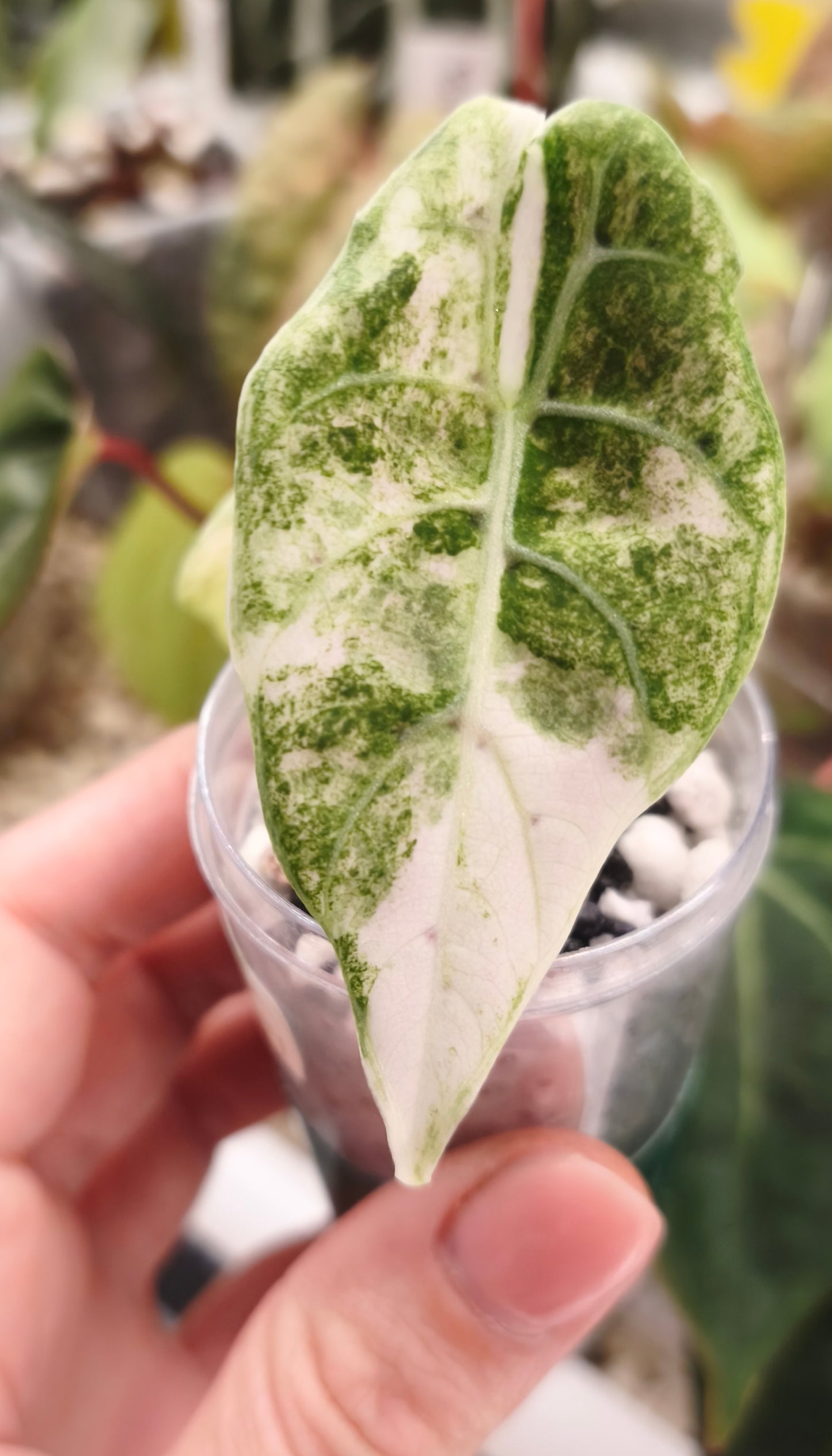 Alocasia Watsoniana Albo Pink 0101
