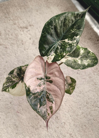Alocasia Wentii Albo Pink 0200