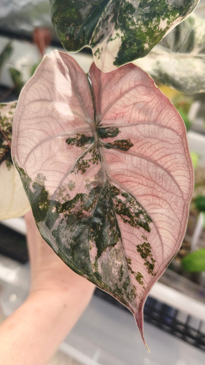 Alocasia Wentii Albo Pink 0201