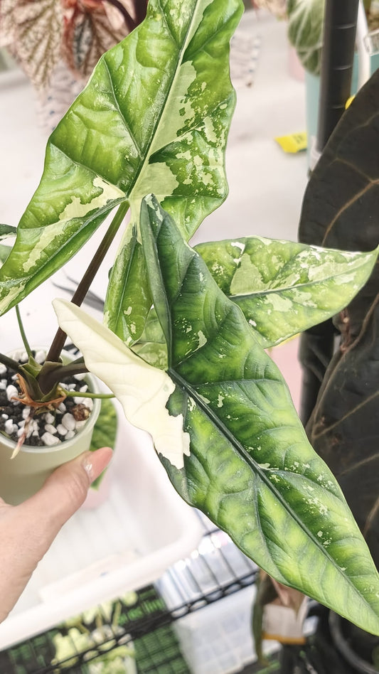 Alocasia Simpo Albo | Corm