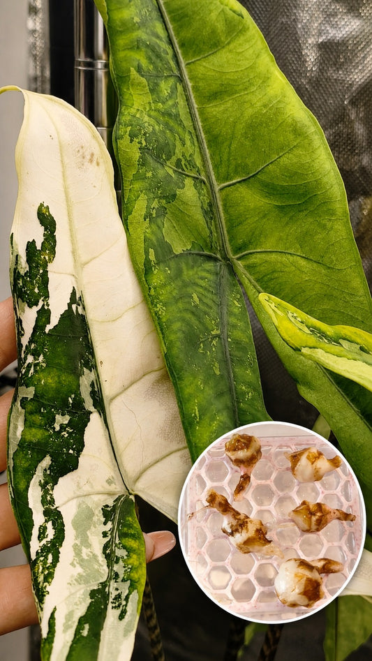 Alocasia Tigrina Superba Albo/Aurea | Corm