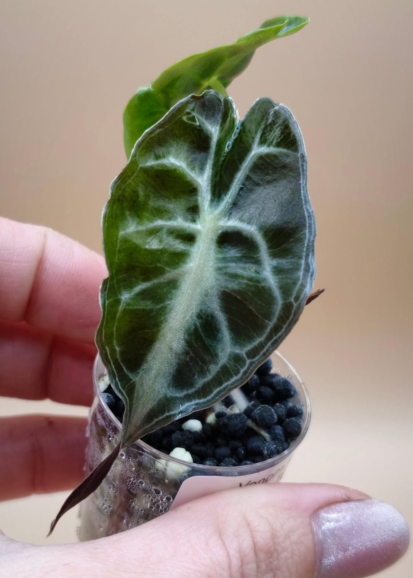 Alocasia Venom