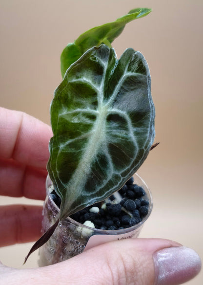 Alocasia Venom