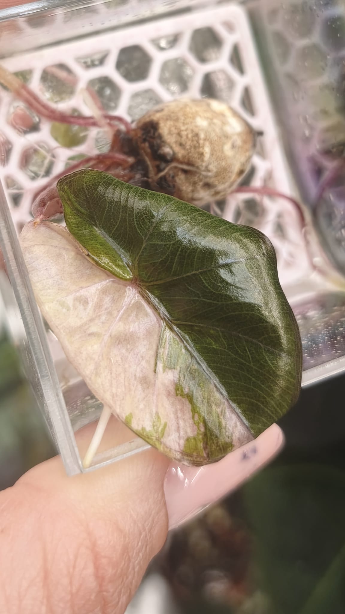 Alocasia Yucatan Pink Princess | Corm with a leaf