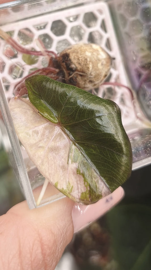 Alocasia Yucatan Pink Princess | Corm with a leaf