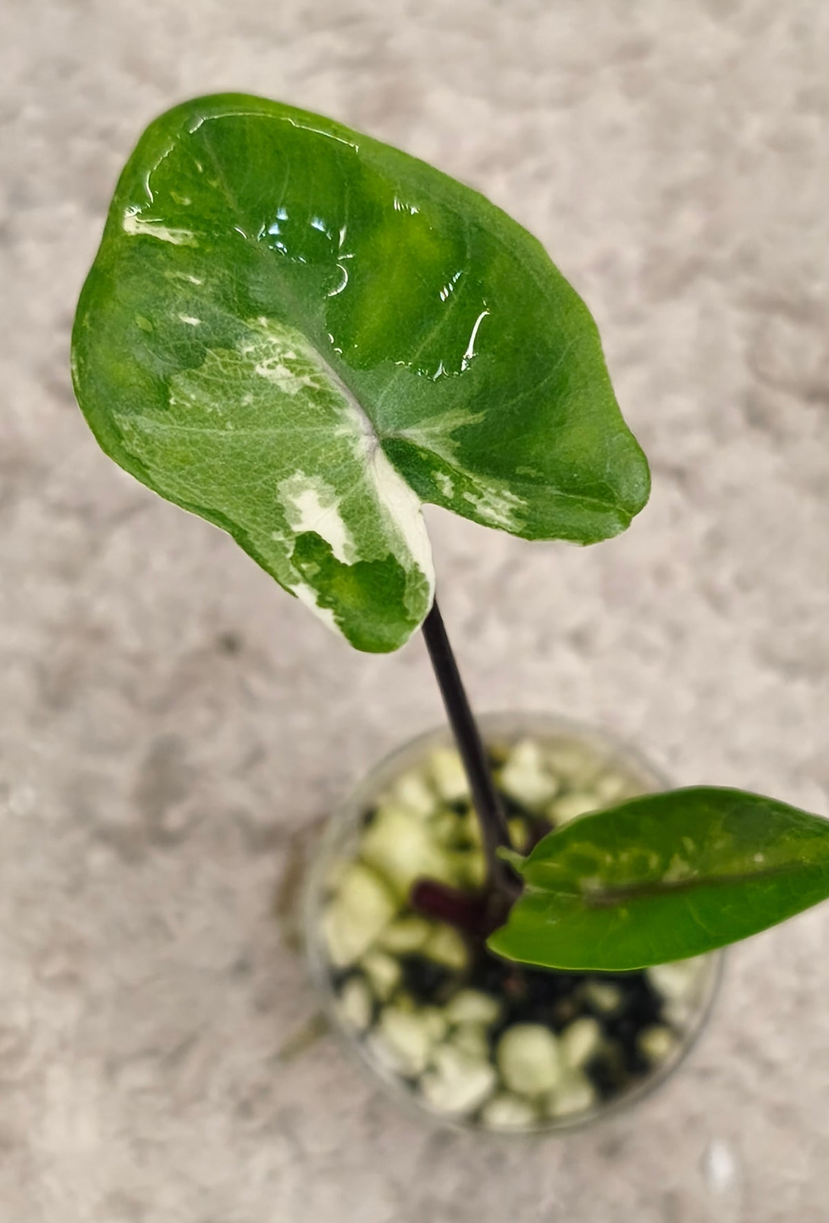 Alocasia Black Stem 0102